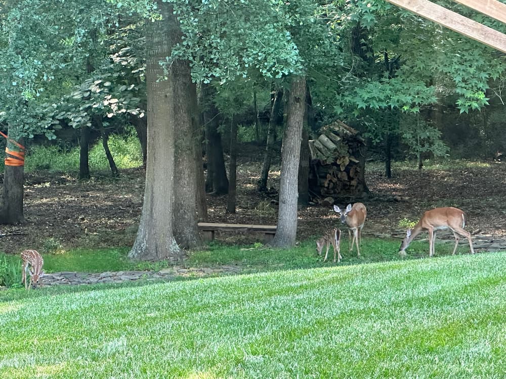 deer in an open field