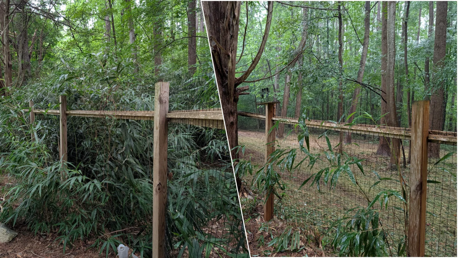 Featured image for post: Conquering Invasive Bamboo: A Durham, NC Project Spotlight