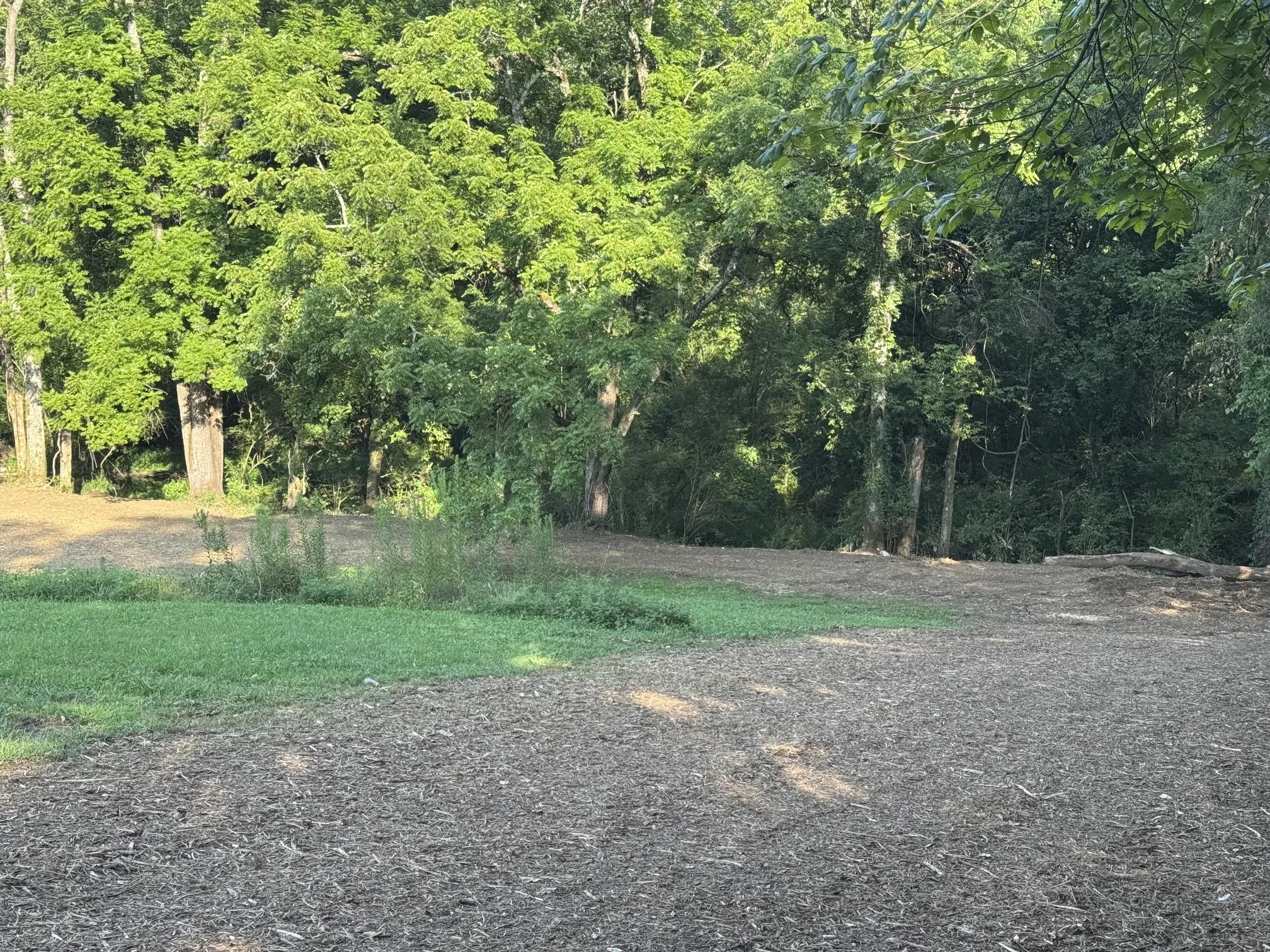 After – cleared and mulched