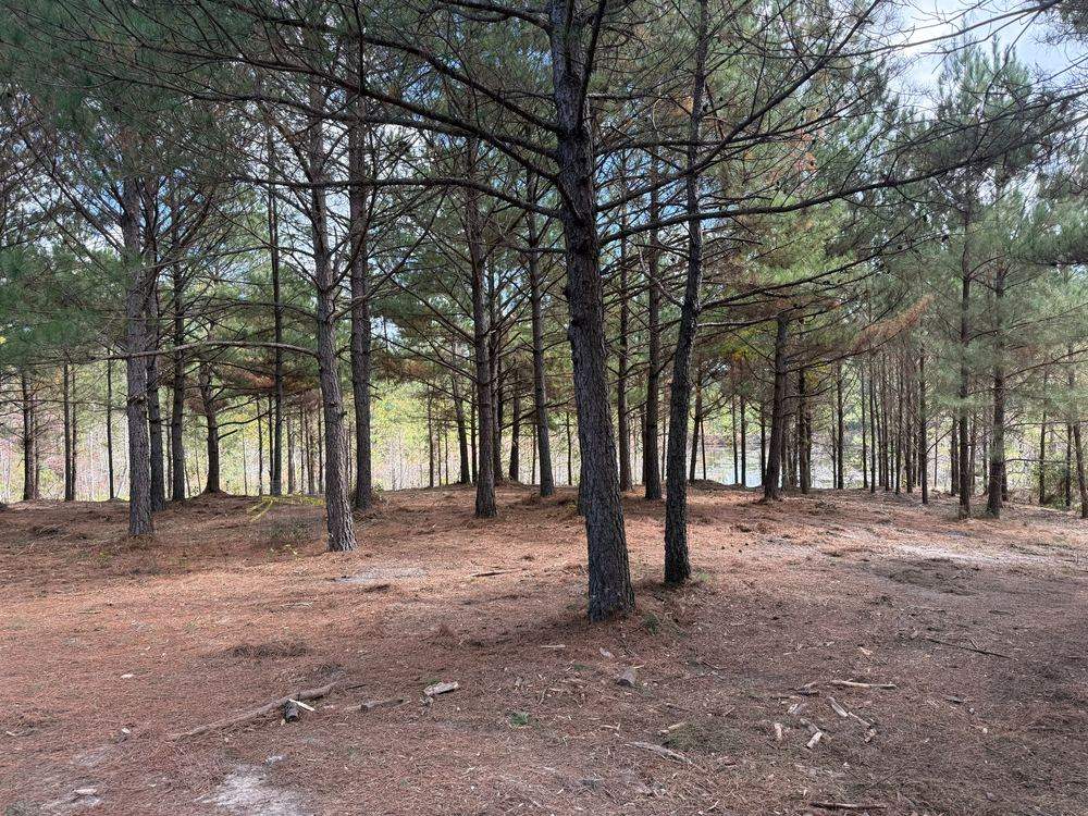 Finished, open pine stand covered in a natural mulch layer after forestry mulching