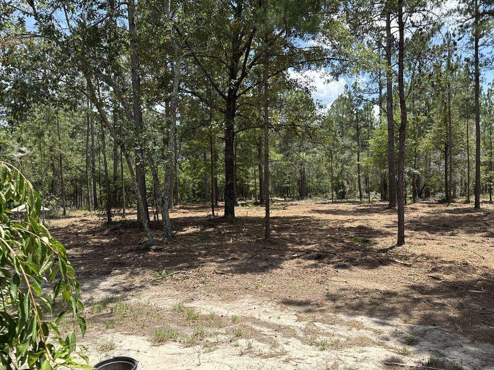 After forestry mulching: open pine stand along the sandy drive with brush and saplings cleared