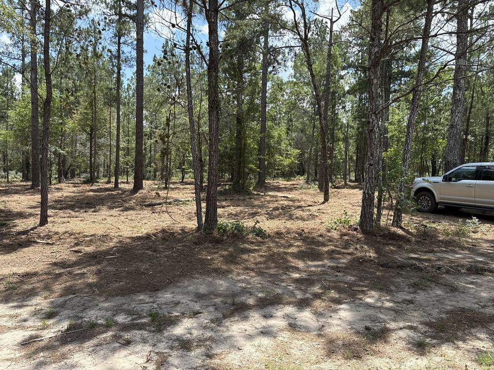 After forestry mulching: the same wooded area with the understory cleared and a layer of mulch on the ground