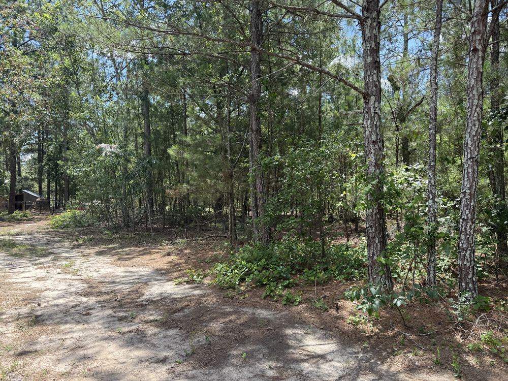 Before forestry mulching: brush and pine saplings crowding the trees along a sandy drive