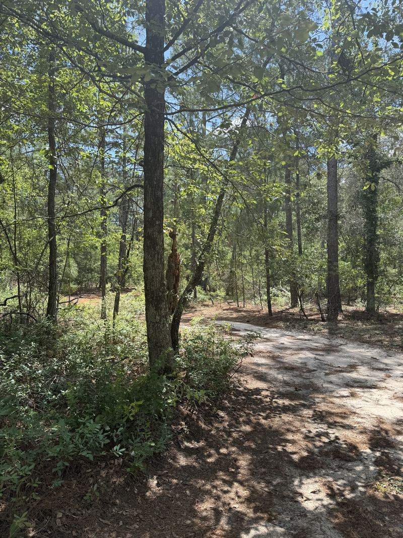 Before forestry mulching: wooded lot with thick brush and saplings filling the understory beside a sandy path