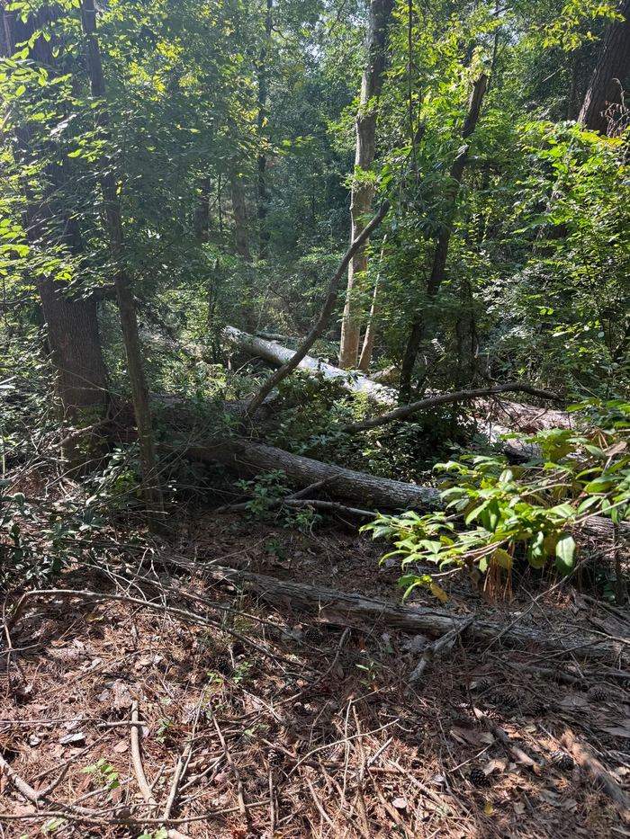 Overgrown woods with fallen timber, tangled brush and young trees before clearing